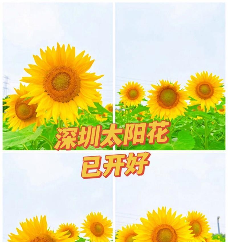 太阳花花语的诗句有哪些？太阳花代表了哪些意义？