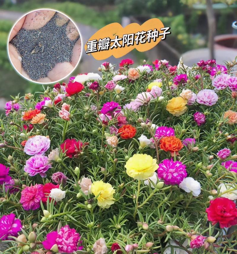 太阳花花语的诗句有哪些？太阳花代表了哪些意义？