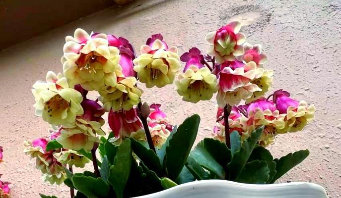 小宫灯长寿花象征着什么？花语有哪些？