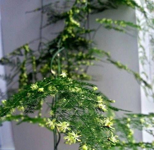 文竹的花语有哪些？100句文竹花语是什么？