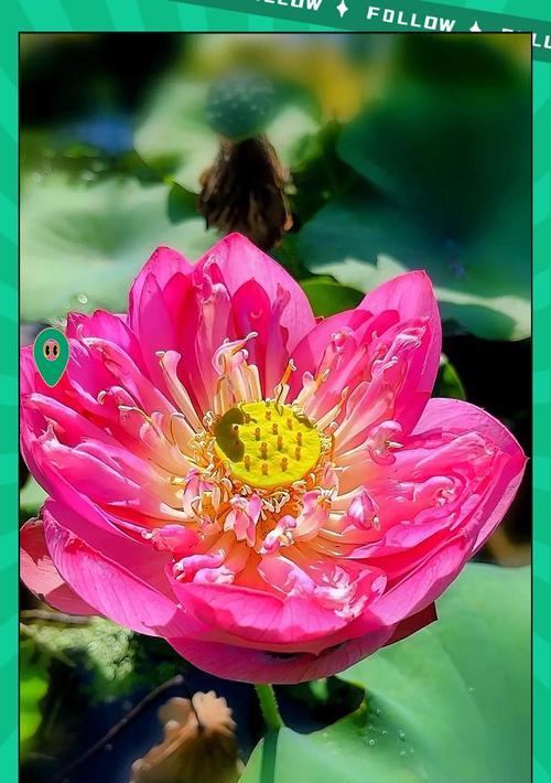 莲花的花语是什么？莲花背后有哪些故事？