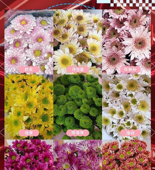 菊花与雏菊的花语有何不同？各自代表什么？