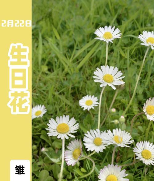 菊花与雏菊的花语有何不同？各自代表什么？