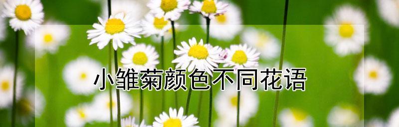 菊花与雏菊的花语有何不同？各自代表什么？