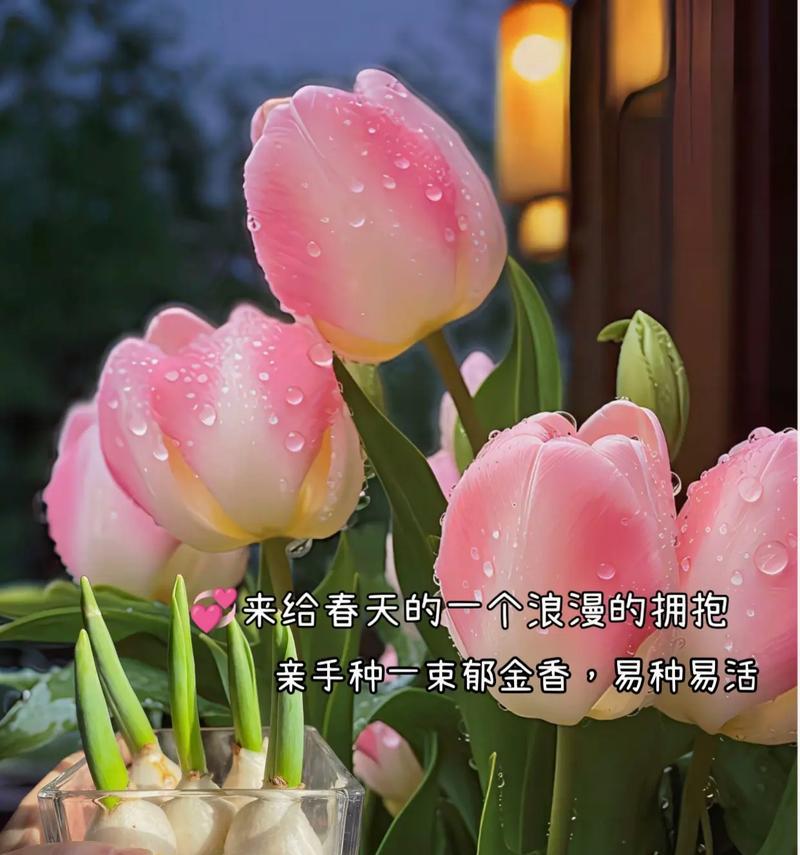 哪种花的花语最能表达温暖？温暖的花语有哪些？