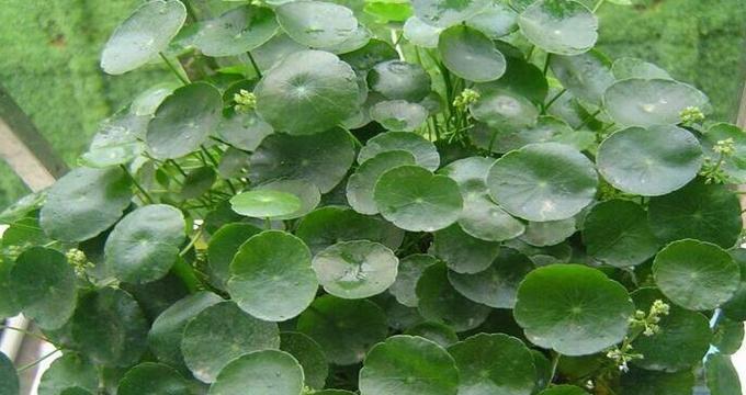 镜面草的花语和寓意是什么？它象征着什么？