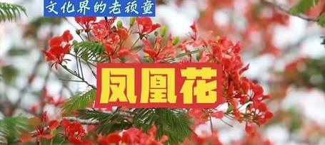刚认识时适合送什么花？这些花的花语是什么？