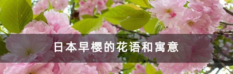 樱花的寓意是什么？樱花的花语有哪些？