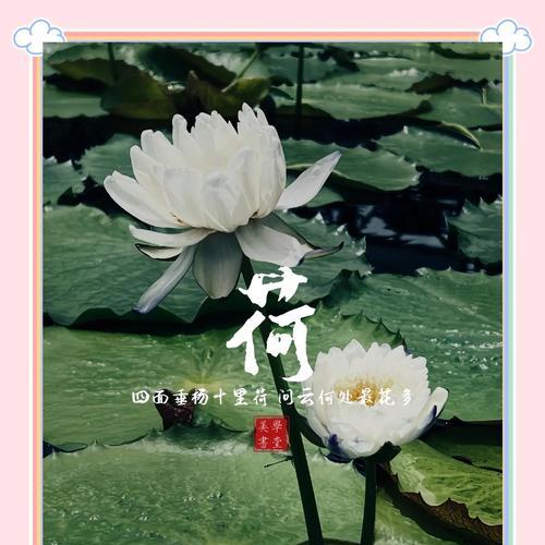 荷花的花语是什么？它有哪些独特特征？