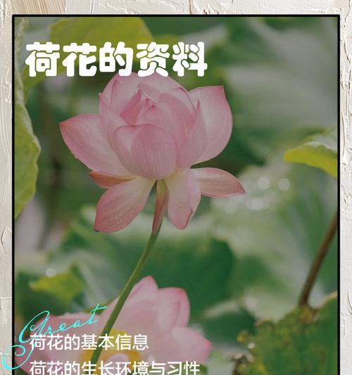 荷花的花语是什么？它有哪些独特特征？