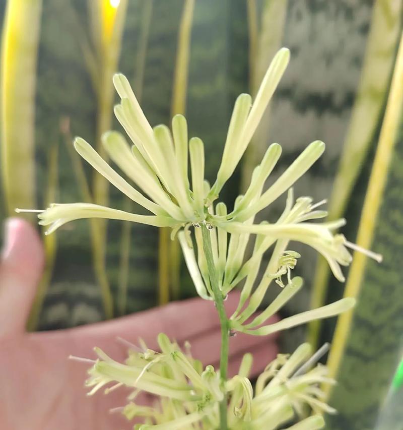 虎皮兰象征着什么？