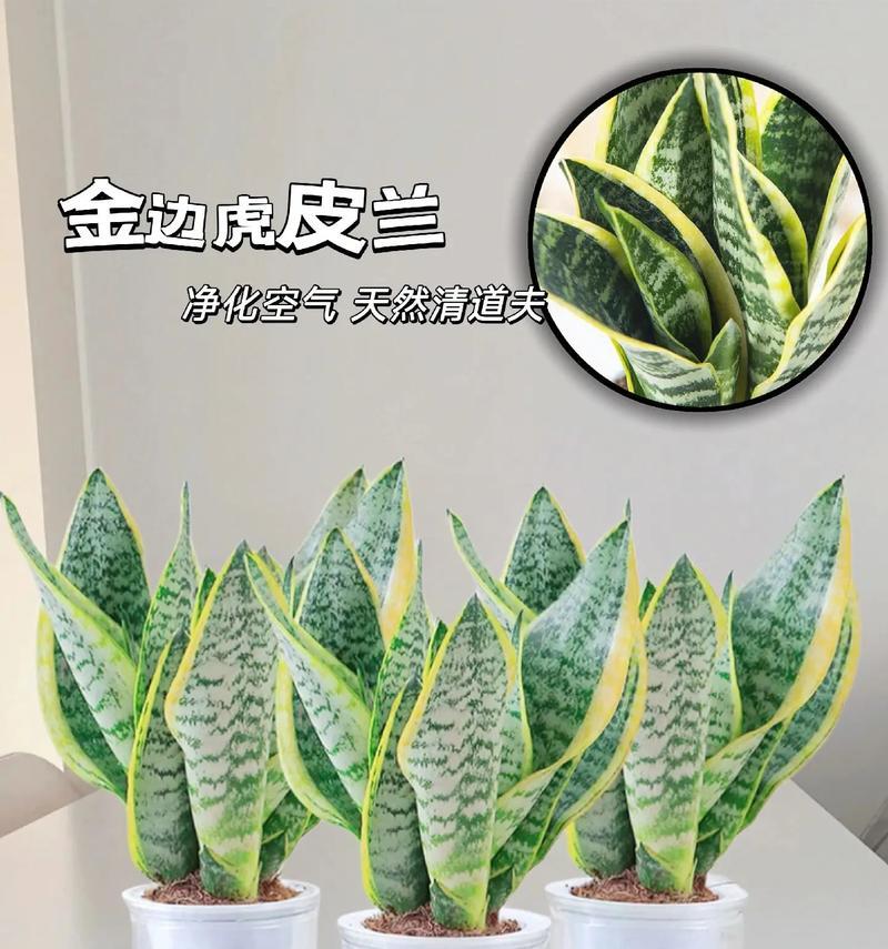虎皮兰象征着什么？
