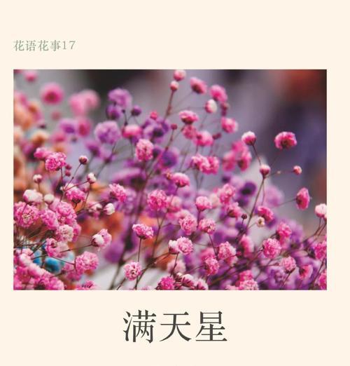漫天星花语有何含义？