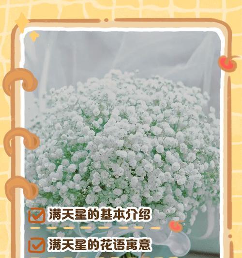 漫天星花语有何含义？