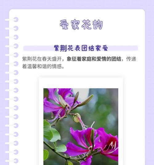 黑心白雏菊象征着什么？