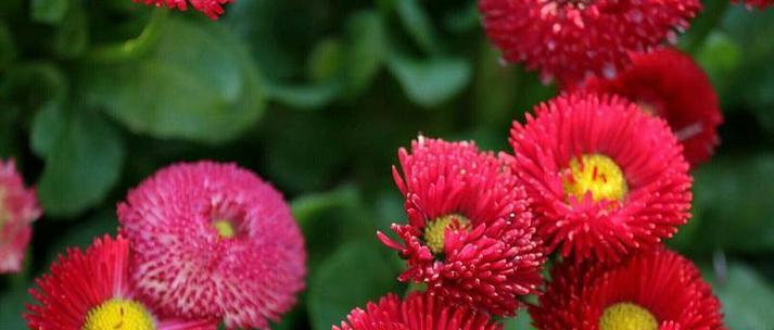 雏菊有哪些种类和花语？