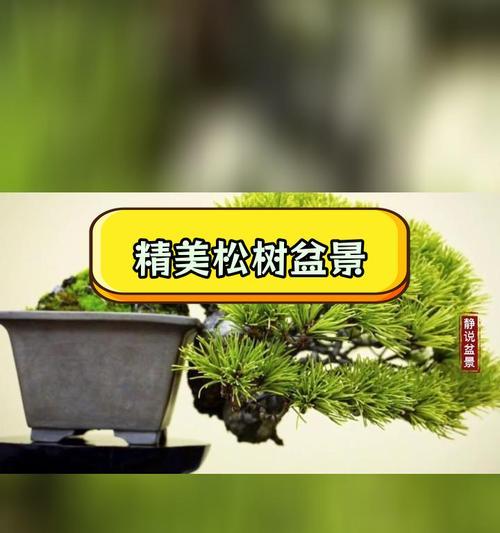 盆景树干增粗的方法有哪些？