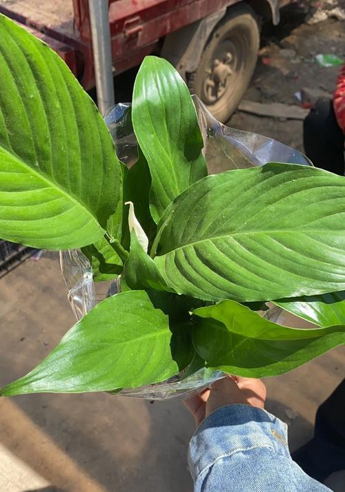白掌种植技巧有哪些？