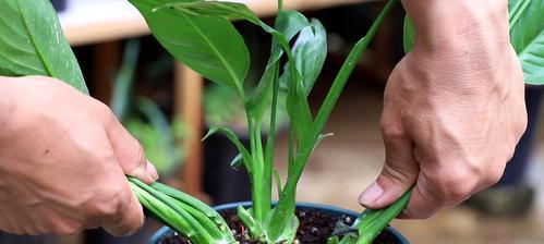 白掌种植技巧有哪些？