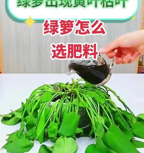 自制绿萝肥料的方法是什么？哪种肥料最适合绿萝？