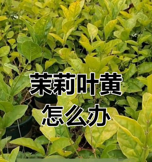 花草叶子发黄的原因？如何恢复绿色？