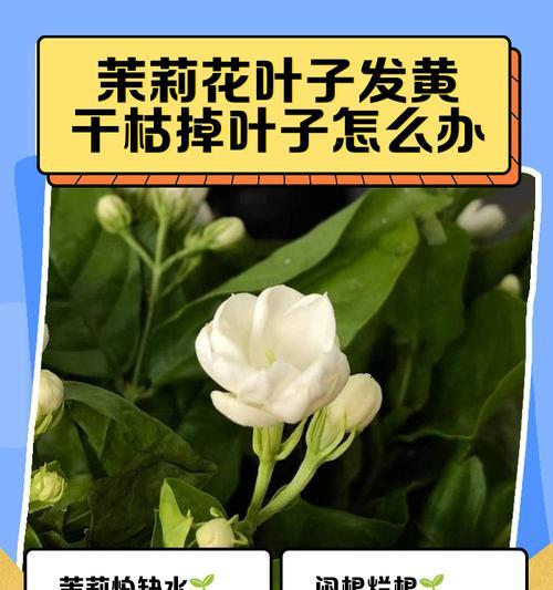 花草叶子发黄的原因？如何恢复绿色？