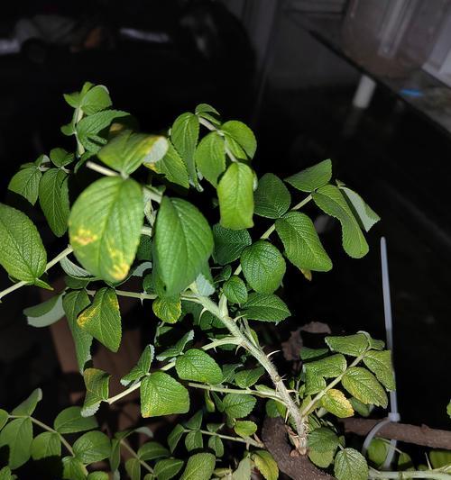 花草叶子发黄的原因？如何恢复绿色？