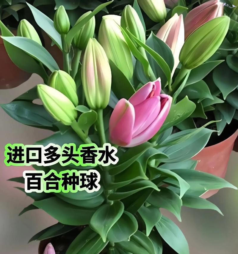 百合花是怎么繁殖的？有哪些繁殖方法？