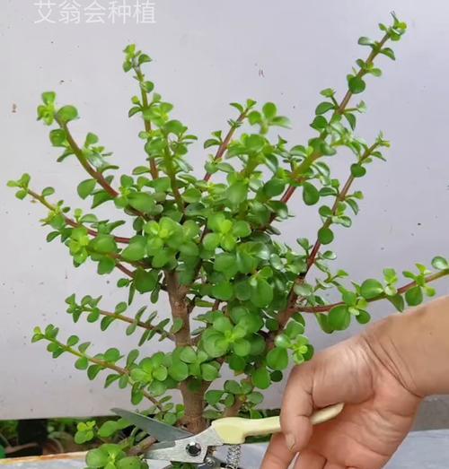 盆栽植物养护的基本技巧是什么？