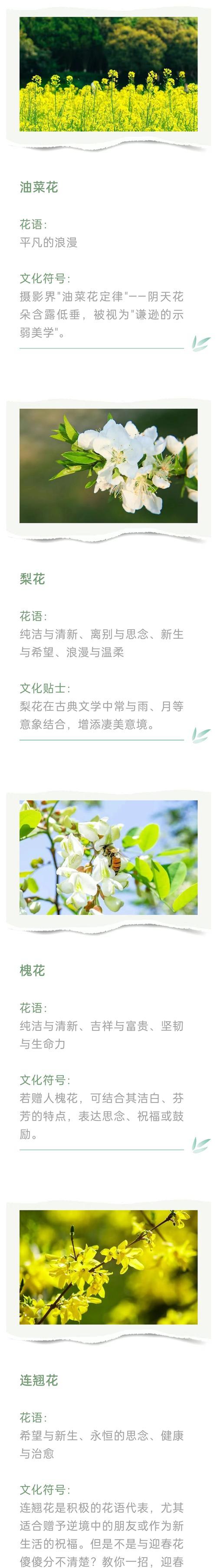 孔雀花的养殖环境和护理要点是什么？