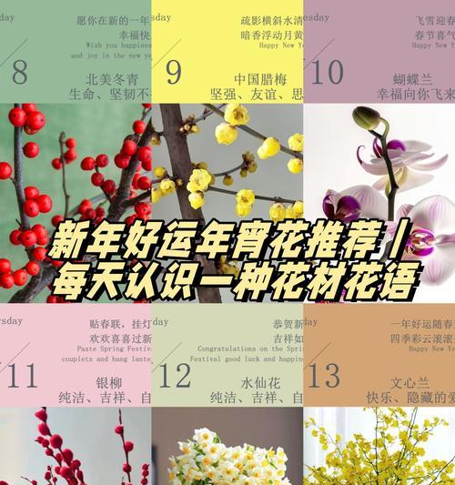 孔雀花的养殖环境和护理要点是什么？