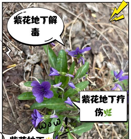 紫花地丁种植和养护方法？