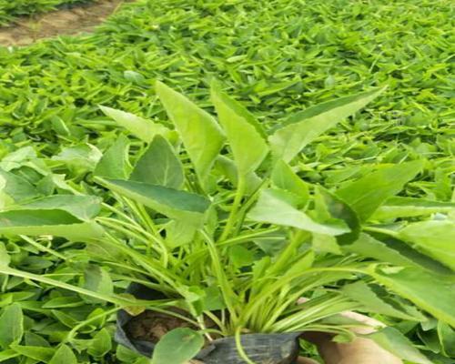 紫花地丁种植和养护方法？