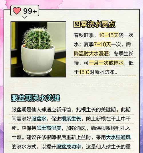 仙人球小苗的正确养护方法是什么？