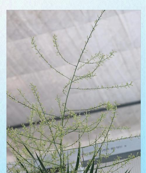 龙血树夏季浇水技巧是什么？
