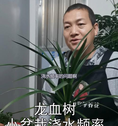 龙血树夏季浇水技巧是什么？