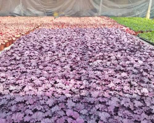 草炭土适合什么花？草炭土在花卉种植中的应用和效果？