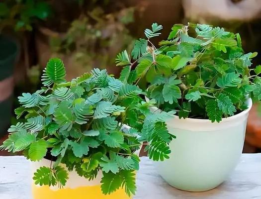 含羞草怎么养殖？含羞草的养殖技巧有哪些？