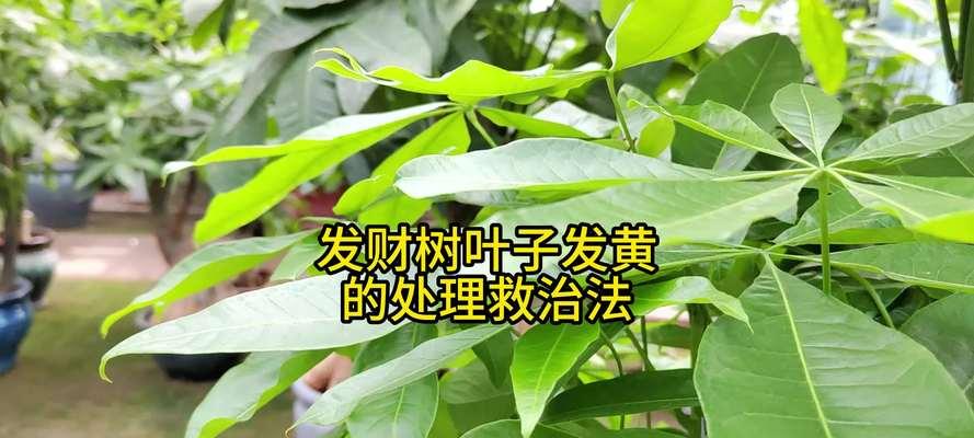 发财树老叶发黄怎么办？如何进行有效处理？