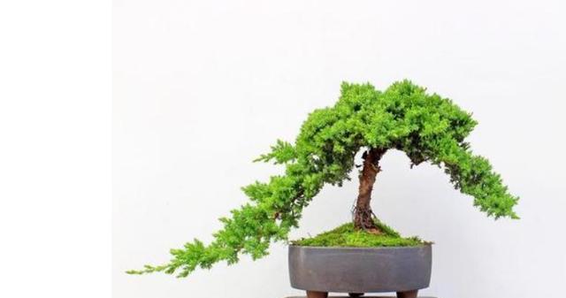 地柏盆景的养护要点有哪些？