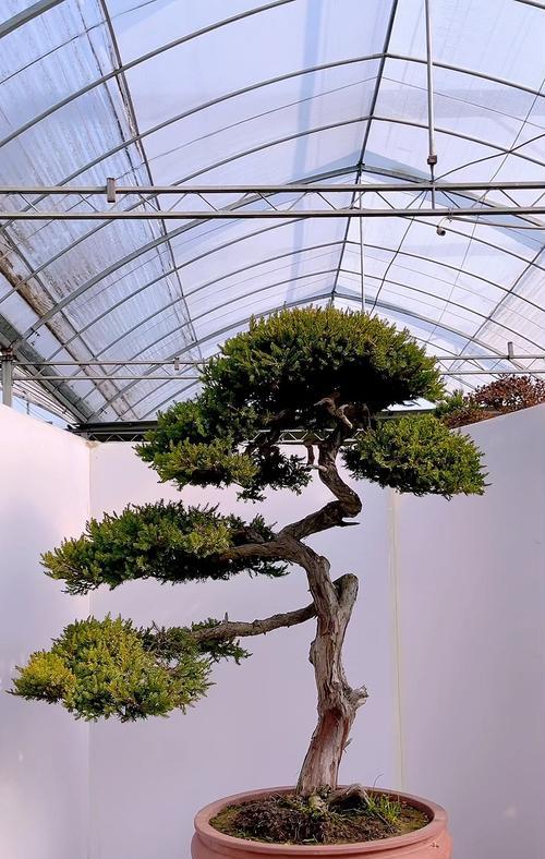 地柏盆景的养护要点有哪些？