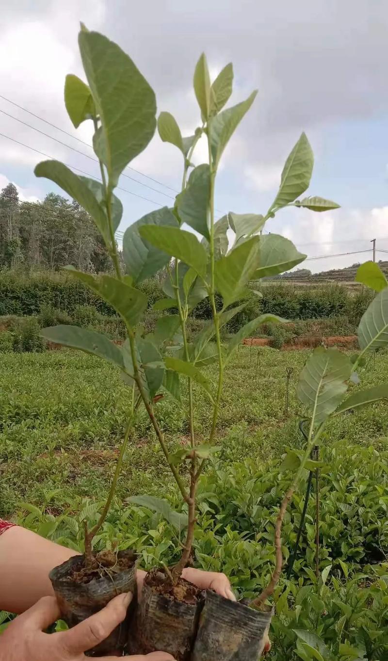 吉祥果种子的种植方法是什么？