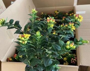 吉祥果种子的种植方法是什么？