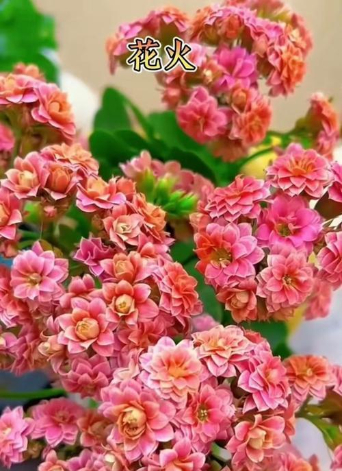 长寿花哪种颜色最吸引人？
