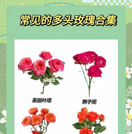 多头玫瑰品种有哪些？哪种多头玫瑰最适合送礼？