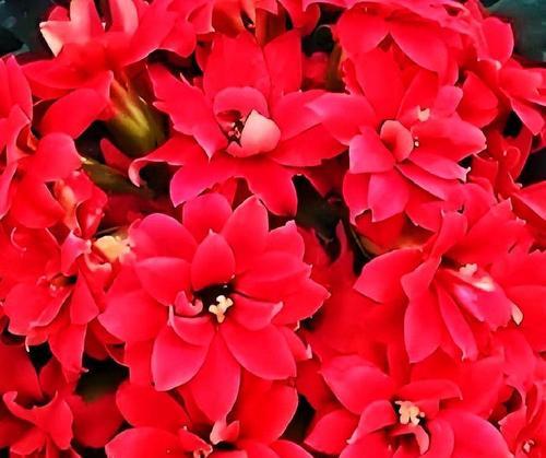红色串串花是什么植物？这种植物的生长习性和繁殖方法是什么？