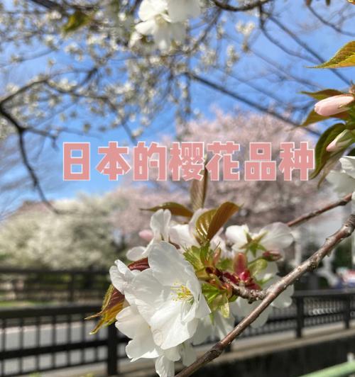 日本樱花的正确养护方法是什么？