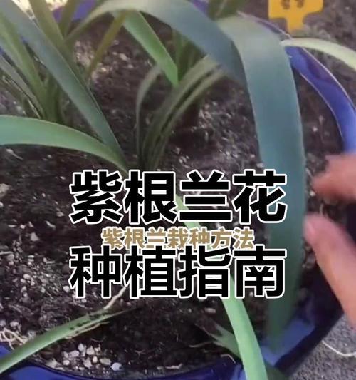 花卉种植的基本步骤和技巧有哪些？