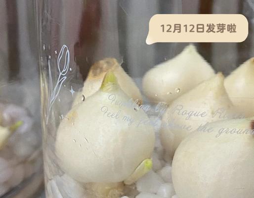 风信子水培繁殖技巧是什么？