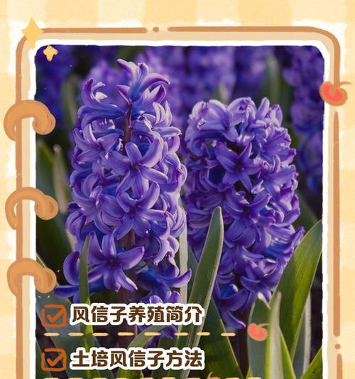 风信子水培繁殖技巧是什么？